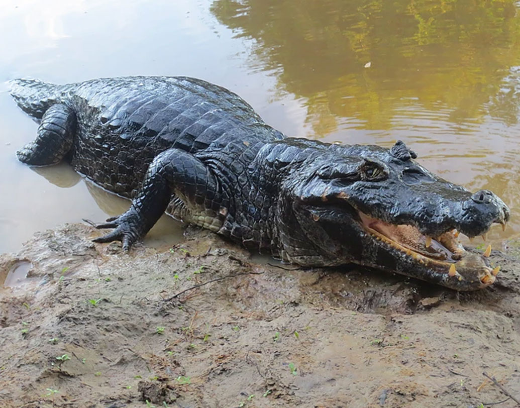 ব্ল্যাক কেমান: এদের আমাজন নদীর রাজা বলা হয়। দৈর্ঘ্যে প্রায় ২০ ফুট মতো হয়।