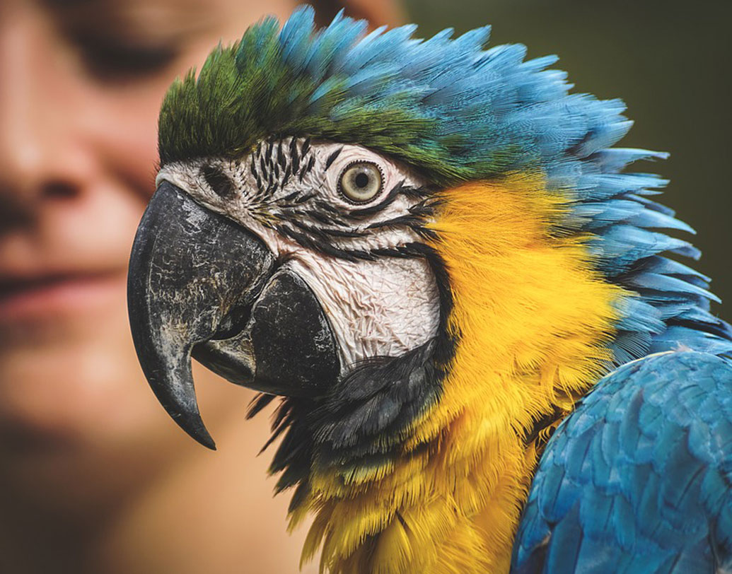 ২০০১-এর জুন মাসের ঘটনা। বেশ কিছু দিন ধরেই পুষ্যি পাখিটি আউড়ে যাচ্ছে, ‘ডিভোর্স’ আর ‘ধৈর্য ধরো!’ সঙ্গে সঙ্গে স্ত্রীর মনে সন্দেহ দানা বাঁধতে শুরু করে। স্বামী বোধহয় পরকীয়া সম্পর্কে জড়িয়ে পড়েছেন। এর পর আর সম্পর্ক এগিয়ে নিয়ে যাননি ওই মহিলা। ওই ঘটনাটি সংবাদমাধ্যমে প্রকাশিত হলেও দম্পতির পরিচয় গোপন রাখা হয়েছে।