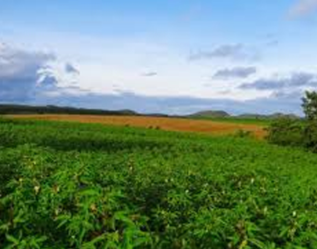 ক্ষমতায় এসে প্রথমেই পোপটরাও বন্ধ করে দিলেন গ্রামের বাইশটি মদের দোকান। রাষ্ট্রায়ত্ত ব্যাঙ্কের সঙ্গে কথা বলে সহজে কৃষকদের জন্য ঋণের ব্যবস্থা করলেন।