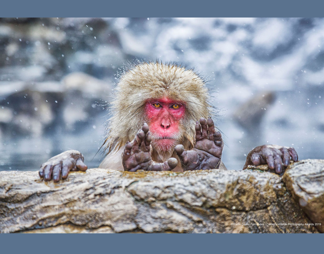 চলতি বছরের কমেডি ওয়াইল্ডলাইফ অ্যাওয়ার্ডস-এর শিরোপা কে পাবেন? তা জানা যাবে আগামী ১৩ নভেম্বর। তবে তার আগে বুধবার এই প্রতিযোগিতার ফাইনালিস্টদের ছবি প্রকাশিত হয়েছে। পাশের ছবিটা দেখুন, মনে হচ্ছে জাপানের এই ম্যাকাকু বাঁদরটি যেন হাত তুলে আশীর্বাদ করছে।