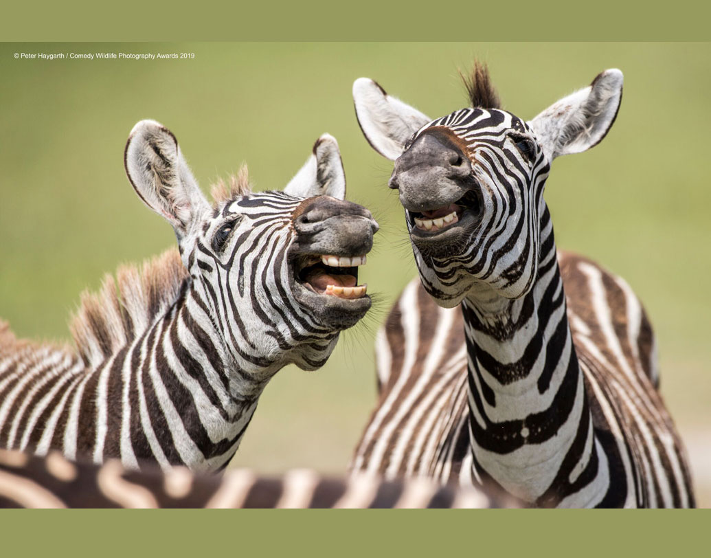 পরিবেশ সচেতনতায় কোনও ওজনদার কথাবার্তা বা ভারিক্কি বৈঠক নয়। বরং তার প্রসারে ৪০ জন ফোটোগ্রাফার ক্যামেরাবন্দি করেছেন বন্যপ্রাণীদের নানা মুডের ছবি। দেখুন, ঠিক যেন ঠাট্টা-তামাশায় মেতেছে দুই জেব্রা। হাসি যেন থামতেই চায় না!