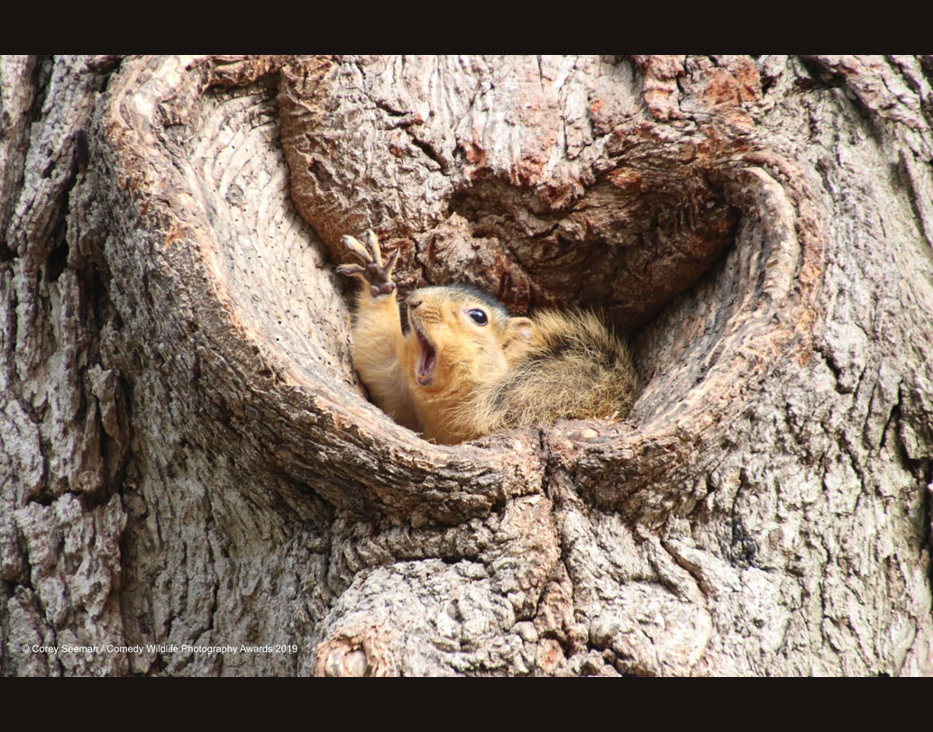 কী ভাবে এই প্রতিযোগিতার বিজয়ী নির্বাচন করা হয়? পল জনসন-হিকস জানিয়েছেন, আগামী ১৩ নভেম্বর বিচারকদের একটি প্যানেল তা স্থির করবেন। তাঁদের আতস কাচের তলাতেই থাকবে ৪০টি ছবি। তার মানে, এখনও সময় আছে! তত ক্ষণ আরও একটু ঘুমিয়ে নেওয়া যেতে পারে। এমনটাই কি ভাবছে এই কাঠবেড়ালি?