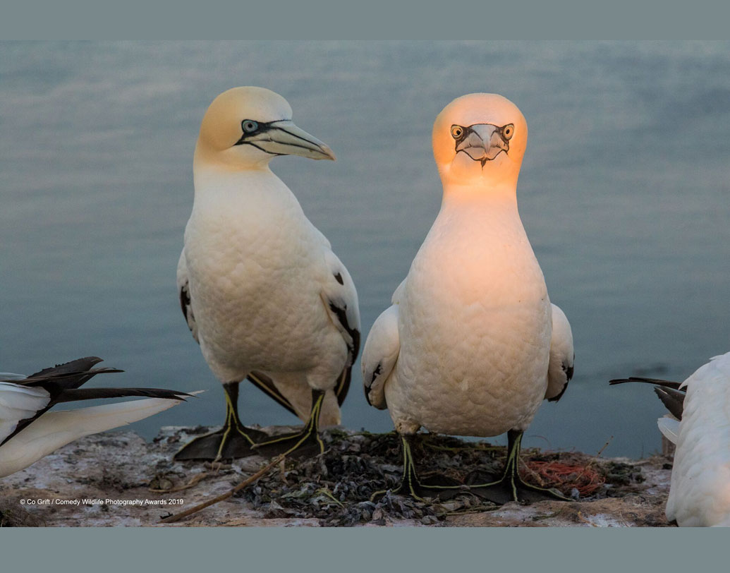 এই প্রতিযোগিতায় বিজয়ীর পুরস্কার কী? উদ্যোক্তারা জানিয়েছেন, বিজয়ীকে একটা ট্রফি দেওয়া হবে। সেই সঙ্গে কেনিয়ায় এক সপ্তাহের জন্য সাফারিতে যাওয়ার সুযোগও পাবেন তিনি। ‘‘শুনতে পাচ্ছ, কী বলছে?’’ নিজেদের বাসায় বসে এমনটাই কি বলছে এই দম্পতি!