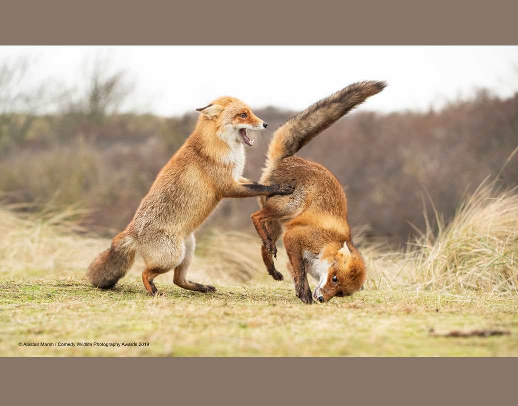 পল জনসন-হিকস জানিয়েছেন, এই প্রতিযোগিতার আয়োজনে তাঁদের সঙ্গে হাত মিলিয়েছে একটি স্বেচ্ছাসেবী সংস্থা। মূলত, বন্যপ্রাণ ও পরিবেশ নিয়ে সচেতনার প্রসারে কাজ করছে তারা। পাশের ছবিটা দেখুন, এমন কথা শুনে যেন মারপিট করতে শুরু করে দিল এরা। যেন বলছে, ‘‘দেখেছিস! ঝগড়াঝাঁটি না করে কেমন হাতে হাত মিলিয়ে কাজ করা যায়!’’