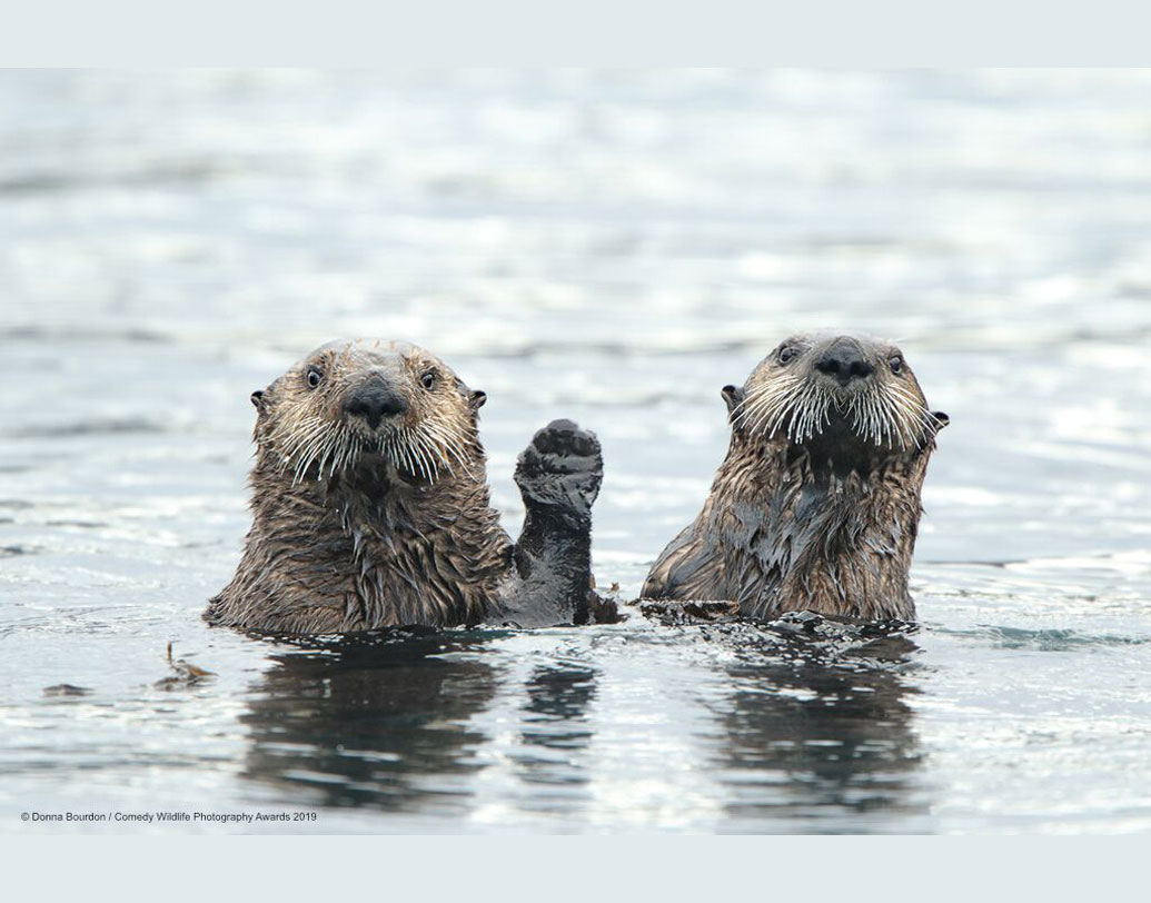 পল জনসন-হিকস বলেন, ‘‘ফি বছরই এই প্রতিযোগিতা হয়। প্রকৃতির এই মজার দিকের ছবি দেখতেও ভাল লাগে।’’ তবে সমুদ্রের জলে আধডোবা এই দম্পতি বোধহয় বলতে চাইছে, ‘‘সে সব তো হল। তবে কেনিয়ার সফরে আমরা যেতে পারি কি?’’