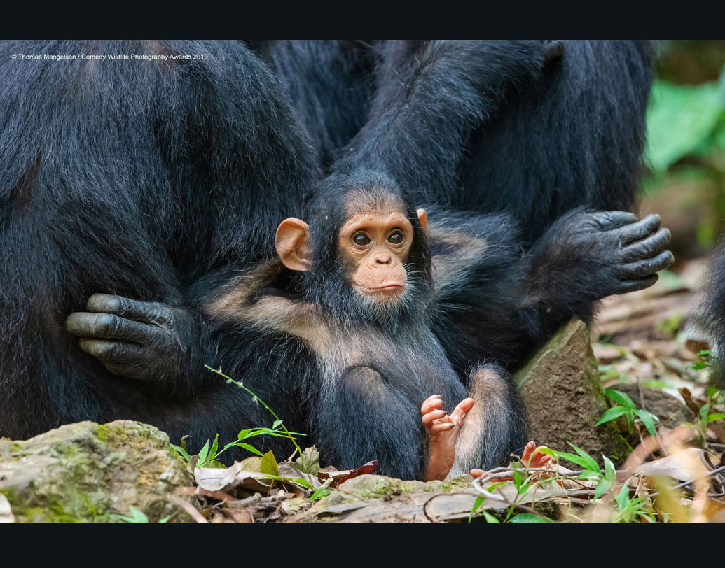 ওই দম্পতি যা-ই বলুক না কেন, তাতে যেন একটুও উৎসাহ নেই এই মহাশয়ের। নিজের ঘরের আরাম ছেড়ে এক বারের জন্যও কোথাও যেতে রাজি নয় সে। পল জনসন-হিকস জানিয়েছেন, পরিবেশ সংরক্ষণ কী ভাবে করা যায়, তা নিয়ে বিভিন্ন পরামর্শ দেওয়া হয় তাঁদের ওয়েবসাইটে।