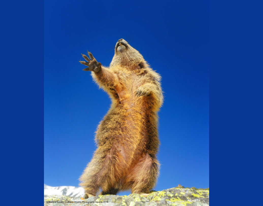 এ ধরনের প্রতিযোগিতার আসল উদ্দেশ্যর কথাও শুনিয়েছেন হিকস। তিনি বলেন, ‘‘আমরা সকলেই জানি, পরিবেশের কী দুর্দশা হচ্ছে। তবে তার প্রতিকারে আমাদের কী করতে হবে, তা-ও জানি আমরা।’’ এ সব কথায় বোধহয় একটু মুষড়ে পড়েছেন বাঁ-পাশের এই মহাশয়। আর কোনও কিছু যেন শুনতে চান না।