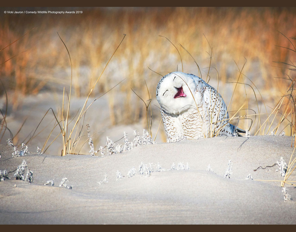 পল জনসন-হিকস আশাবাদী, পরিবেশ রক্ষায় সকলেই দিকেই তাঁরা সাহায্যের হাত বাড়িতে দেবেন। পাশের পাখিটি এ কথা শুনে যেন মাথা কাত করে সায় দিচ্ছে।