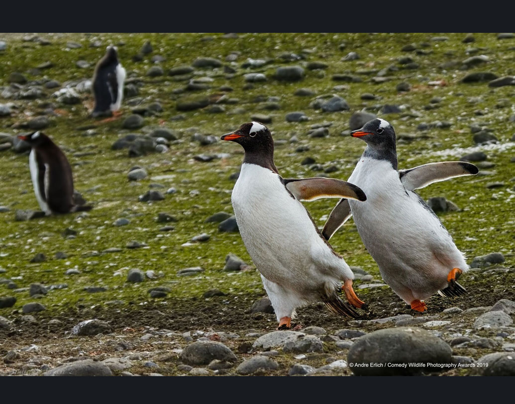 পরিবশে রক্ষার কথা শুনে বোধহয় উৎসাহ আরও বেড়ে গিয়েছে এই পেঙ্গুইন দম্পতির। এখনই যেন কাজে লেগে পড়তে চায় তারা। হবে না-ই বা কেন! বিশ্ব উষ্ণায়নের জেরে তাদের পরিবেশও তো কম বিগড়ে যাচ্ছে না!