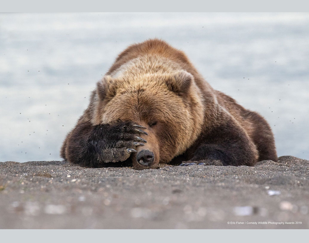 পরিবেশ রক্ষার কাজে নামতে ঘরের বাইরে যেতে হবে না। পাশের ভালুকটির মতো নিশ্চিন্তে না ঘুমিয়ে তা নিজের ঘর থেকেও শুরু করা যায় বলে মনে করেন এই প্রতিযোগিতার উদ্যোক্তারা। প্লাস্টিক বা প্লাস্টিকজাত দ্রব্য বর্জন করা বা জলের অপচয় রুখেও তা শুরু করা যায় বলে জানিয়েছেন তাঁরা।