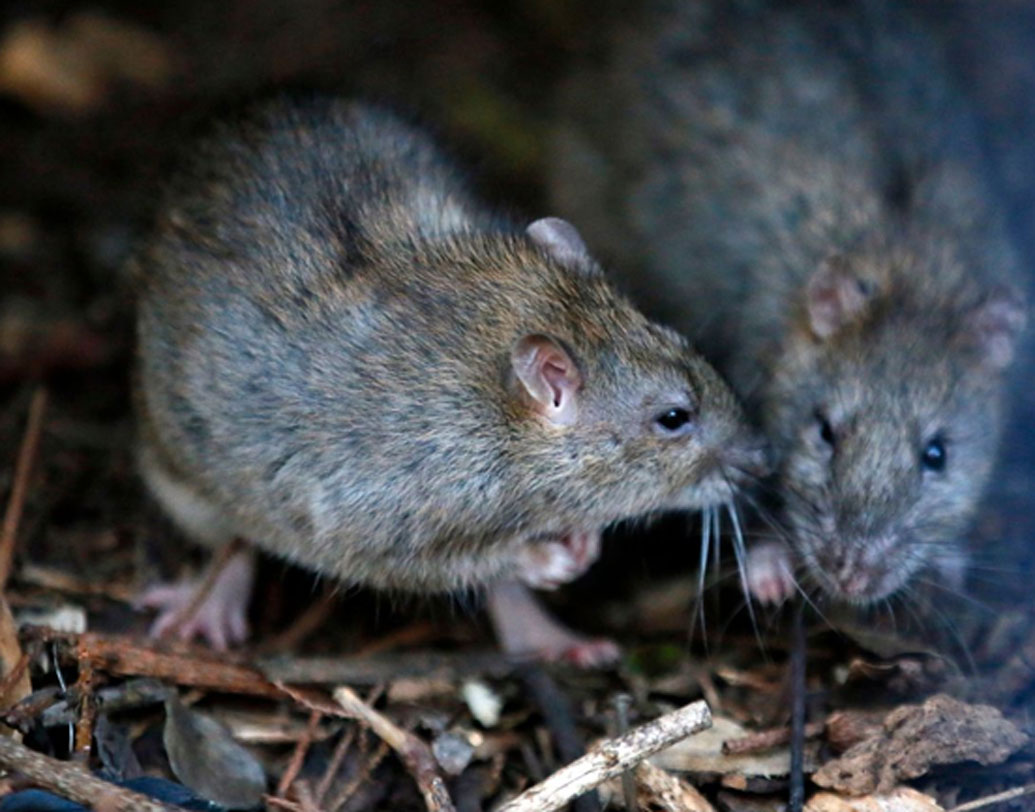 এই আবাসনগুলোর সম্পত্তি যাতে চুরি না হয় তার জন্য দু’জন নিরাপত্তারক্ষী রয়েছেন। কিন্তু এত বড় এলাকা রক্ষীর পক্ষে দেখভাল করা সম্ভব নয়। তাই আবাসনগুলো দখল করেছে প্রকৃতি। ঘন জঙ্গলে ভরে গিয়েছে এলাকা। নানা প্রজাতির সাপ, শিয়াল, ইঁদুর, বেজির বাস এখন এই ভুতুড়ে শহরে।