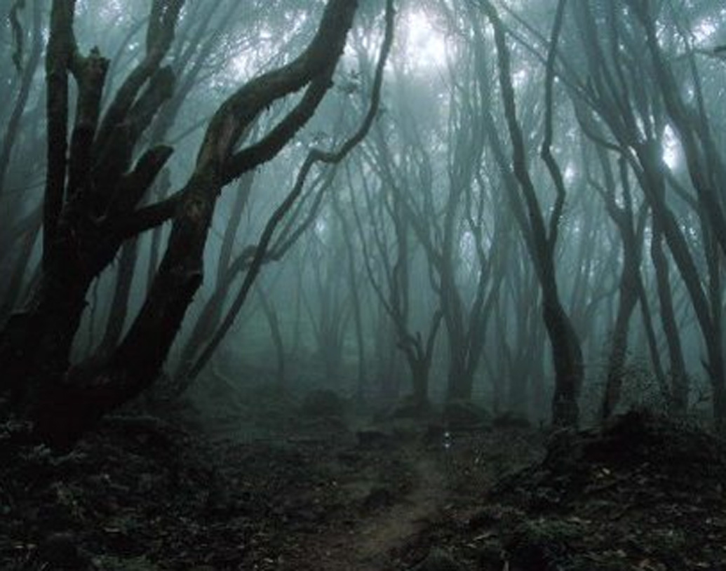 এই গ্রামেই রয়েছে লাবজুয়েলা নামে একটি গাছ। এটাকে অভিশপ্ত মনে করেন গ্রামবাসীরা। তাঁদের বিশ্বাস, তাদের দৃষ্টিশক্তি কেড়ে নেয় ওই লাবজুয়েলা গাছই। প্রতীকী ছবি।