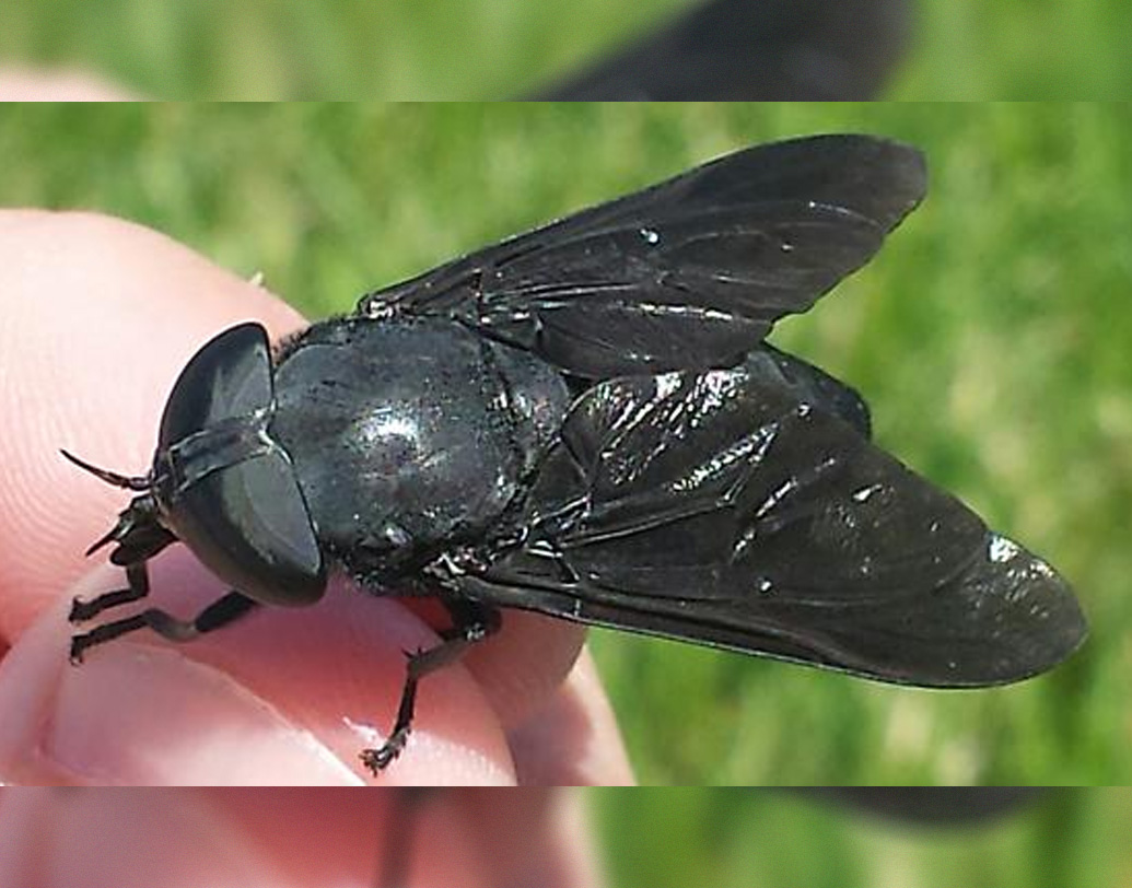 বিজ্ঞানীরা অনুসন্ধান চালিয়ে জানতে পারেন, এই ঘন অরণ্যে ‘ব্ল্যাক ফ্লাই’ নামে বিষাক্ত মাছি রয়েছে। যা টিলটেপেক গ্রামেও প্রচুর সংখ্যায় দেখা যায়। এই বিষাক্ত মাছির কামড়ে জীবাণু সারা শরীরে ছড়িয়ে পড়ে। যার কারণেই শিশু থেকে বুড়ো এবং পশুরাও ধীরে ধীরে দৃষ্টিশক্তি হারিয়ে ফেলে। প্রতীকী ছবি।