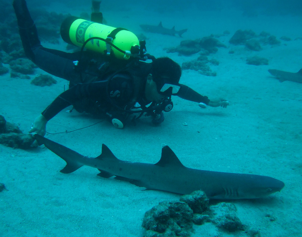 কোকোজ আইল্যান্ডে ৫০০-র বেশি অভিযান হয়েছে। শেষ পর্যন্ত কোস্টারিকা সরকার এই দ্বীপে সাধারণের প্রবেশ নিষিদ্ধ করে দেয়। অভিযাত্রী বা পর্যটকদের কাছে এই দ্বীপ এখন অগম্য। স্কুবা ডাইভিং, জাহাজে পাড়ি বা আকাশপথে চক্কর দিয়ে দুধের স্বাদ ঘোলে মেটানো যায়।