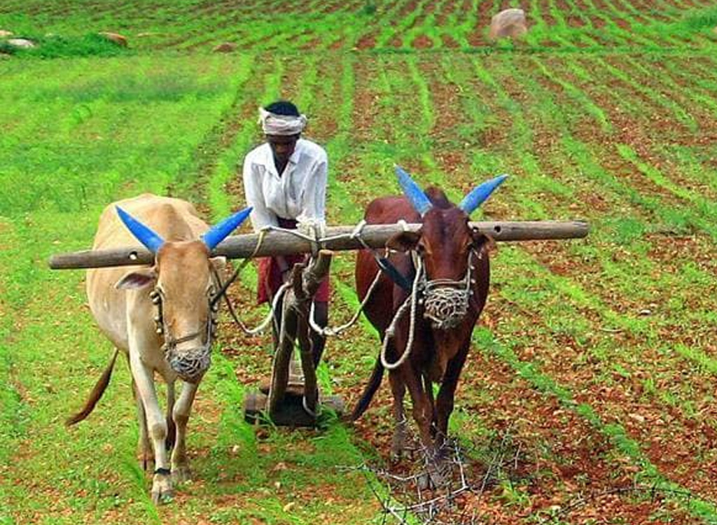 দাবি করা হয়, ভাল বৃষ্টি হবে কি হবে না তা বোঝার জন্য তাই স্থানীয় কৃষকরা মন্দিরের ছাদের চুঁইয়ে পড়া জলের উপর ভরসা রাখেন। প্রতীকী ছবি।