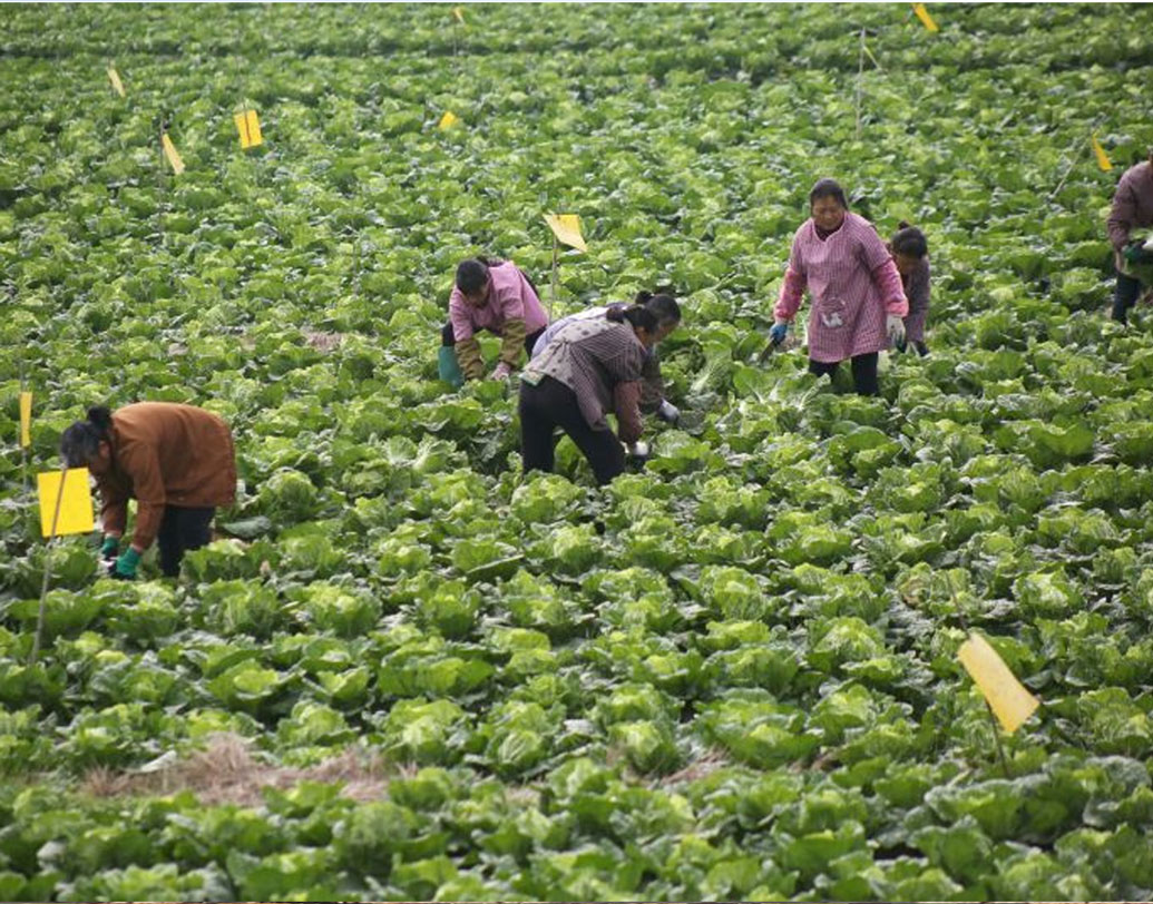 আপাতদৃষ্টিতে যা বেশ বিস্ময়কর মনে হচ্ছে, তা কিন্তু বাস্তবে ভীষণই ফলপ্রসূ। এর ফলে চিনের শস্য উৎপাদন কয়েক গুণ বৃদ্ধি পেয়েছে।