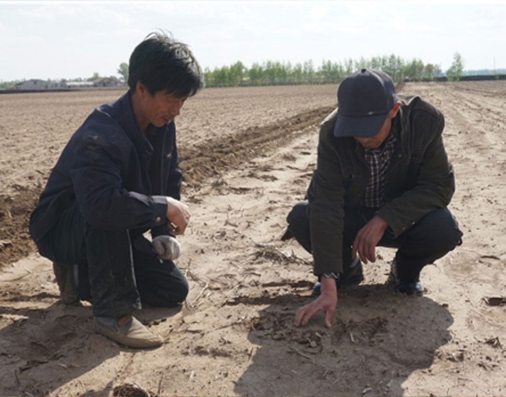 চায়না এগ্রিকালচারাল ইউনিভার্সিটি স্নাতকস্তরের পড়ুয়াদের আসলে হাতেনাতে কৃষিকাজ শেখানোর জন্যই এই নিয়ম চালু করেছে। তিন বছরের স্নাতক কোর্সের দু’বছরই তাঁদের চাষিদের সঙ্গে মিলেমিশে মাঠে চাষ করতে হয়।