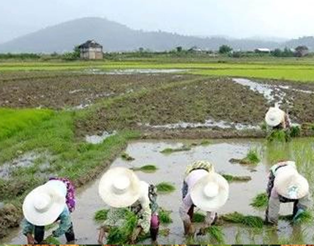 ২০০৯ সালে প্রথম বিশ্ববিদ্যালয় কর্তৃপক্ষ প্রথম এই প্রজেক্ট চালু করেন হেবেই প্রদেশের বাইঝাইয়ে। তখন থেকে ২০১৫ সাল পর্যন্ত এই প্রজেক্টের ফলে হেক্টর প্রতি গম উৎপাদন ৫,৬৭০ কিলোগ্রাম থেকে বৃদ্ধি পেয়ে হয়েছে ৭,২৭০ কিলোগ্রাম। আর ভুট্টা উৎপাদন ৬,৪৩৫ কিলোগ্রাম থেকে বেড়ে হয়েছে প্রতি হেক্টরে ৯,১০৫ কিলোগ্রাম।
