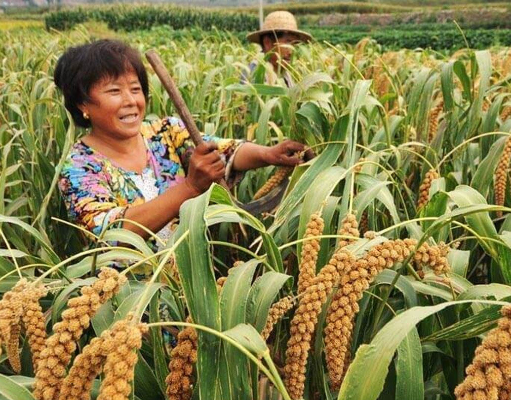 পড়ুয়াদের শুধুমাত্র পাঠ্যবইয়ে আটকে না রেখে, বরং হাতেনাতে প্রশিক্ষিত করার জন্যই এই পরিকল্পনা নিয়েছিলেন বিশ্ববিদ্যালয় কর্তৃপক্ষ। এই সাফল্যে চাষিরাও অবাক হয়ে গিয়েছিলেন।