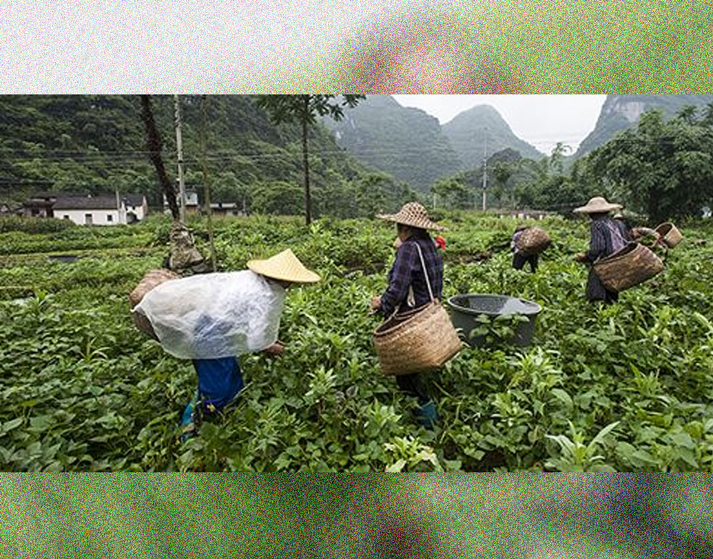 প্রথম যখন চাষিদের সঙ্গে মিলেমিশে কাজ করতে শুরু করেন পড়ুয়ারা, চাষিরা তা ভালভাবে মানতে পারেননি। তাঁদের মনে হয়েছিল, এতে তাঁদের কাজের ক্ষতি হবে। চাষের ক্ষতি হবে। কিন্তু হয়েছে উল্টো।