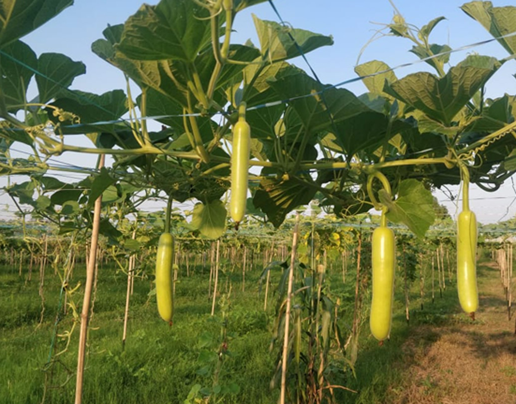 দিল্লির পাল্লা গ্রামে জন্ম অভিষেক ধাম্মার। তাঁর বাবাও চাষি। পারিবারিক ২৫ একর জমিতে তিনি চাষ করতেন। কিন্তু অভিষেকের স্বপ্ন অন্য ছিল। ছোট থেকেই তিনি চাষবাসের বিরোধী ছিলেন।