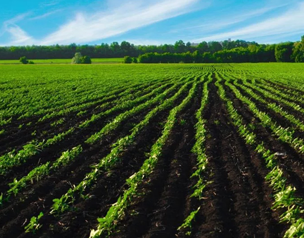 কী এমন ঘটল যে অভিষেক চাষাবাদে কৌতূহলী হয়ে পড়লেন? এবং একজন চাষি হয়ে গেলেন? এর সূত্রপাত ২০১৪ সালে, স্নাতক হওয়ার ঠিক পড়েই।