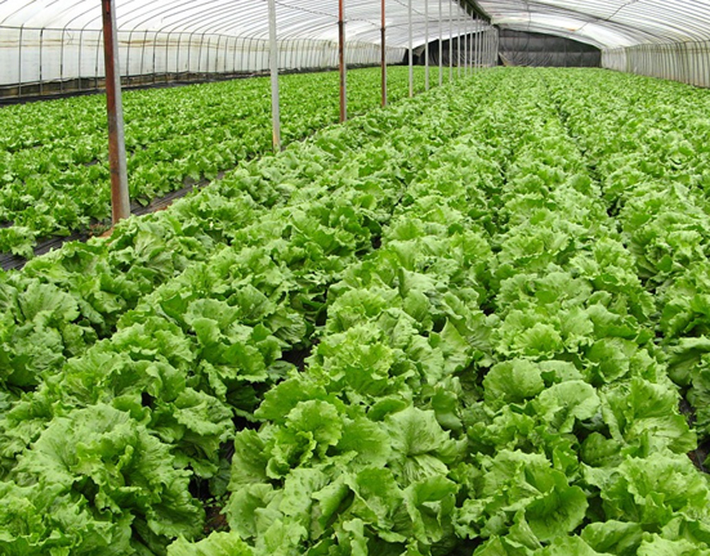 চিরকালই নিজের স্বাস্থ্য সম্বন্ধে ভীষণ সচেতন অভিষেক জিম শুরু করার পর ক্রমে বুঝতে শুরু করেন, সুস্থ থাকার জন্য সঠিক পুষ্টির কতটা প্রয়োজন। তাঁর ডায়েট কী ভাবে স্বাস্থ্যকর হয়ে উঠবে, তা নিয়ে বিস্তর গবেষণা শুরু করে দেন। খাবারে কীটনাশকের মতো ক্ষতিকর রাসায়নিক এড়ানোর জন্য প্রথমে একটা ছোট বাগান করেন।