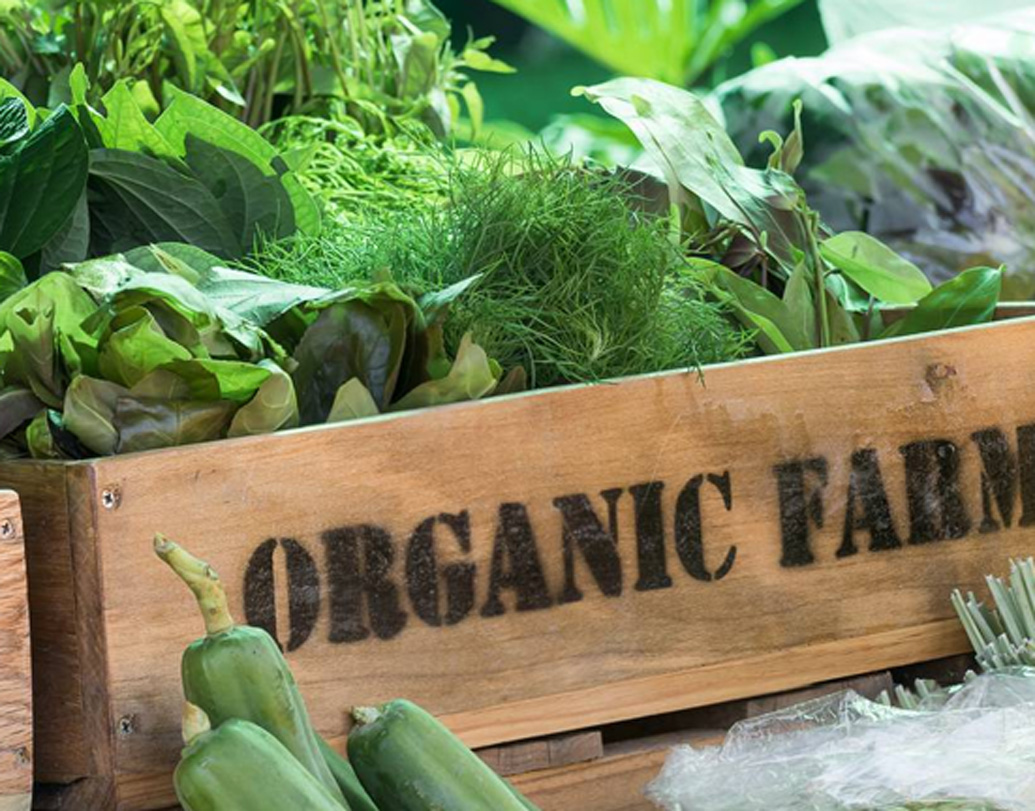 যমুনা নদীর তীরে তাঁদের ছোট একটা জমি ছিল। ঠাকুরদা সেখামে মন্দির করে দিয়েছিলেন। নদীর তীরে হওয়ায় জমির উর্বরতাও খুব বেশি ছিল। নিজেদের চাষাবাদের বিশাল জমির দিকে না গিয়ে বাড়ি থেকে কিছুটা দূরে এই জমিতেই নিজের জন্য জৈব চাষ করতে শুরু করে দেন। কারণ সঠিক প্রশিক্ষণ বা অভিজ্ঞতা ছাড়া পারিবারিক ২৫ একর জমিতে জৈব চাষে ভরসা পারছিলেন না তিনি।