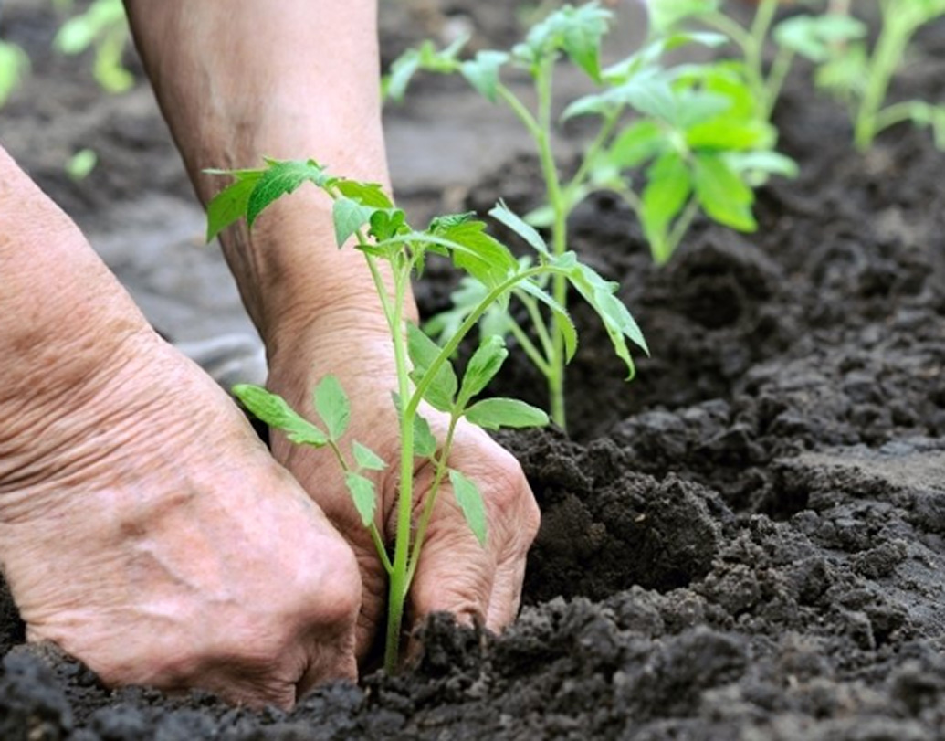 এক বছর পর যে ফলন তিনি পেলেন, তার সঙ্গে স্বাদে, রঙে বাজারে বিক্রি হওয়া ফসলের বিস্তর ফারাক নিজের চোখেই দেখতে পেলেন। সঙ্গে জৈব চাষের অভিজ্ঞতাও হল। এর পর তিনি পারিবারিক ২৫ একর জমিতে জৈব চাষ করা শুরু করলেন। বাড়িতে জৈব সার বানিয়ে ফসল ফলানো শুরু হল।