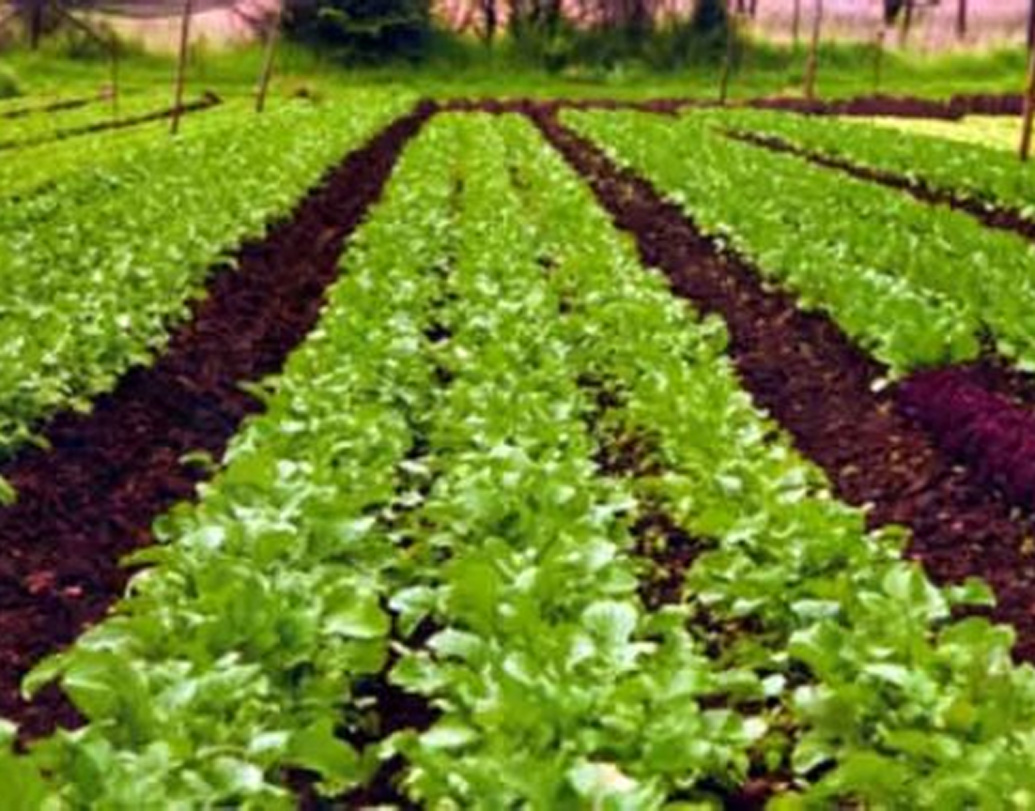 স্বাস্থ্য আর অর্থ দুটোই এক সঙ্গে পেয়েছেন অভিষেক। প্রতি দিন এখন ৪০ হাজার টাকা উপার্জন তাঁর। এত দিন যে পেশাকে এড়িয়ে চলতেন, এখন সেটাই তাঁর কাছে গর্বের, জানাচ্ছেন অভিষেক।