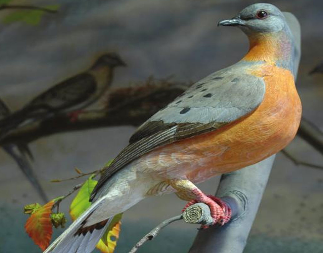 প্যাসেঞ্জার পায়রা: উত্তর আমেরিকায় প্রচুর পরিমাণে পাওয়া যেত এদের।  সুস্বাদু মাংসের জন্য নেটিভ আমেরিকানরা এদের শিকার করতে শুরু করে। ফলে এর সংখ্যা কমতে কমতে ১৮৭০-’৯০ সালের মধ্যে একেবারে নিশ্চিহ্ন হয়ে যায়। মারথা নামে এই প্রজাতির শেষ পায়রাটি বেঁচে ছিল সিনসিনাটি চিড়িয়াখানায়। ১৯১৪-তে সেটিও মারা যায়।