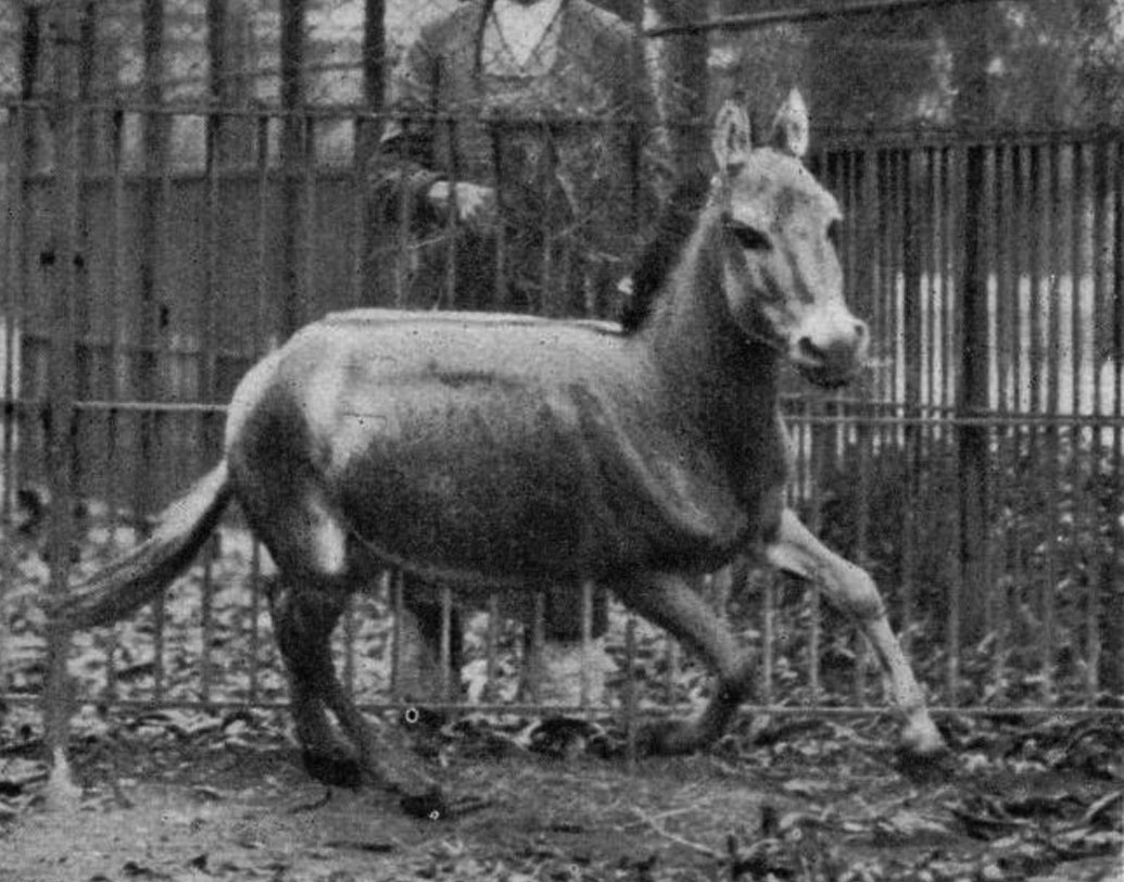 সিরিয়ার বুনো গাধা: এই প্রজাতির গাধা এখন আর দেখা যায় না। ১৫-১৬ শতকে ইরাক, ইজরায়েল, সিরিয়া, সৌদি আরব, তুরস্কে প্রচুর পরিমাণে পাওয়া যেত এদের। মূলত মরুভূমি এবং রুক্ষ্ম অঞ্চলে এদের দেখা পাওয়া যেত। ১৮-১৯ শতকে চোরাশিকারের কারণে এবং প্রথম বিশ্বযুদ্ধের ব্যাপক প্রভাব পড়ে এই প্রাণীদের উপর। ভিয়েনায় শেষ বুনো গাধাটির মৃত্যু হয় ১৯২৮-এ।