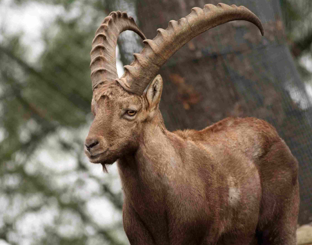 পাইরিনিয়ান আইবেক্স: স্পেন ও ফ্রান্স জুড়ে বিস্তৃত পাইরিনি পর্বতমালায় এবং উত্তর এশিয়া ও আফ্রিকায় এই বুনো ছাগল দেখা যেত। ২০০০ সালে এই প্রজাতি বিলুপ্ত ঘোষণা করেন প্রাণীবিদরা।