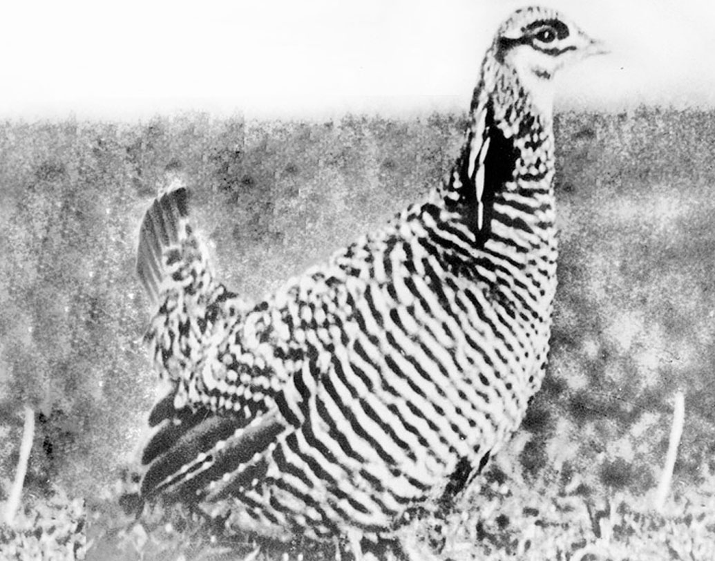 হিথ হেন: আমেরিকা পূর্ব উপকূলে এদের প্রচুর পরিমাণে দেখা যেত। দাবানল, প্রচুর পরিমাণে শিকার ও আবহাওয়া পরিবর্তনের কারণে একেবারে লুপ্ত হয়ে যায় এই মুরগি। ১৯৩২ সালে শেষ দেখা গিয়েছিল এদের।