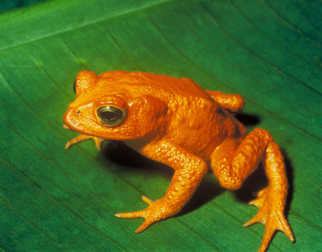 গোল্ডেন টোড: ১৯৮৯ সালে এই ব্যাঙ শেষ বার দেখা গিয়েছিল কোস্টা রিকার মন্তেভেরদেতে। সায়েন্স ম্যাগাজিনের রিপোর্ট বলছে, উষ্ণায়ণের কারণেই হারিয়ে গিয়েছে এই ব্যাঙ। ১৯৬৪-তে এই ব্যাঙ প্রথম আবিষ্কার করেন হার্পেটোলজিস্ট জে স্যাভেজ।