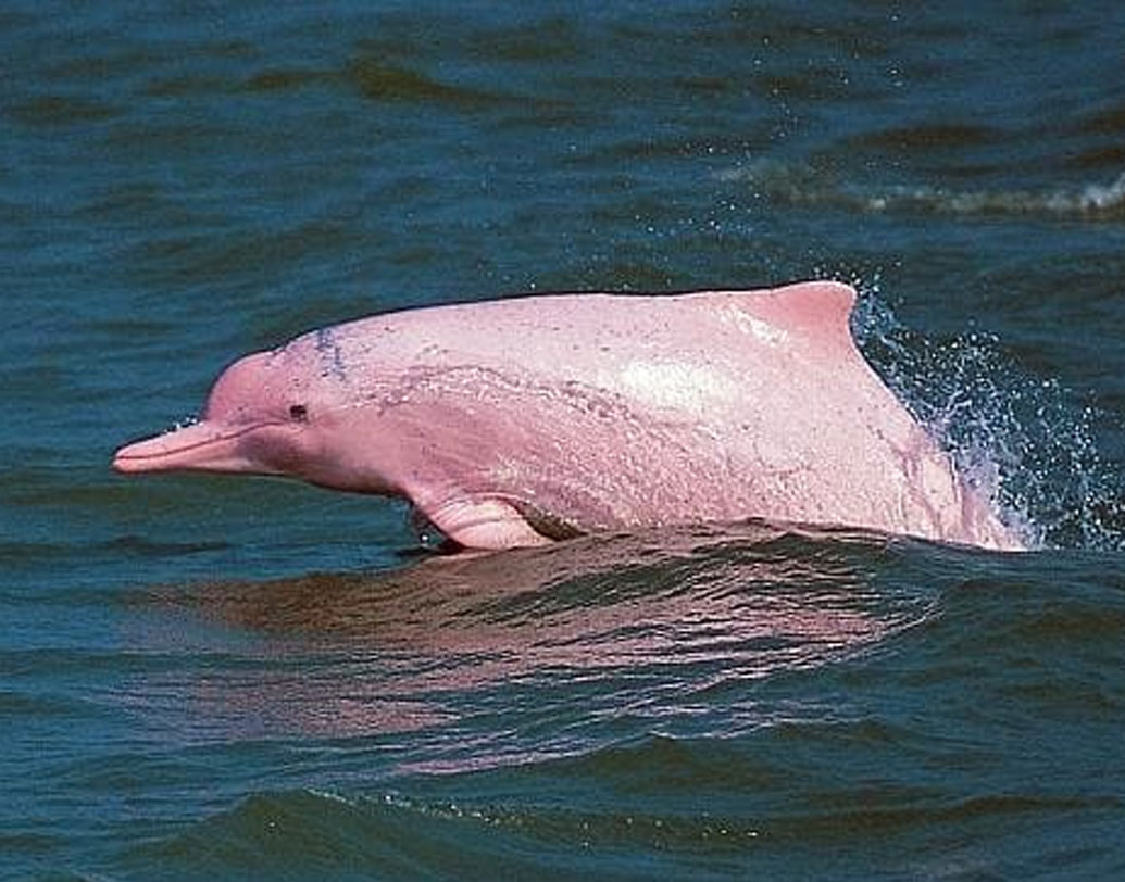 বাইজি ডলফিন: চিনে এদের ‘গডেস অব ইয়াংসি’ বলা হয়। স্থানীয় মত্স্যজীবীরা একে ‘সুরক্ষার দেবী’ হিসেবে মানতেন। খুব শান্ত স্বভাবের হালকা গোলাপি রঙের এই ডলফিন। শিল্পায়ন এবং ইয়াংসি নদীতে মাত্রাতিরিক্ত মাছ ধরার কারণে এই প্রজাতি ধীরে ধীরে বিলুপ্ত হয়ে যায়। ২০০৬-এ এই ডলফিনকে বিলুপ্ত ঘোষণা করে চিন।