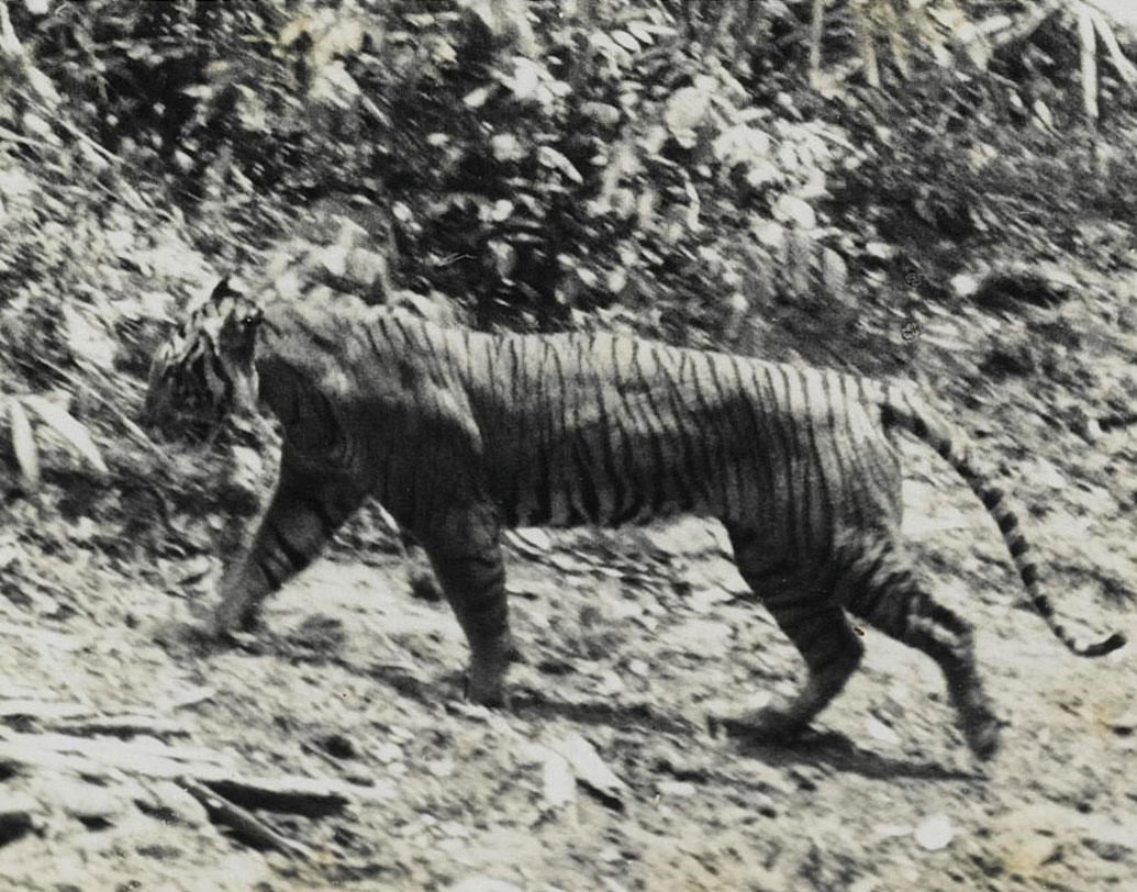 জাভা টাইগার: ইন্দোনেশিয়ার জাভা দ্বীপে ৬০-এর দশকে দেখা মিলত এই বাঘের। বসতি বাড়তে থাকায় বনজঙ্গল কমে আসা এবং চোরাশিকারের কারণে এই বাঘ বিলুপ্ত হয়ে যায়। ১৯৮০ সালে শেষ দেখা গিয়েছিল এই বাঘ।
