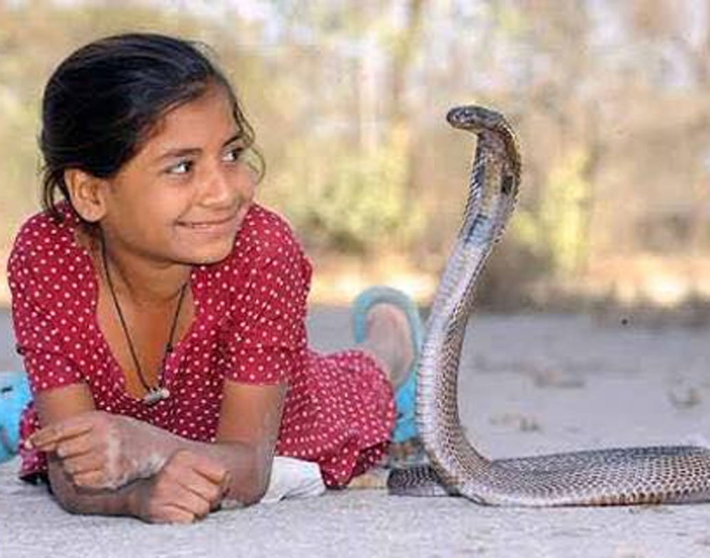 কিন্তু জ্যান্ত সাপ যদি সামনে এসে যায়! ফনা তুলে দাঁড়ায়! প্রায় প্রত্যেকেরই ঘাম ছুটে যায়। প্রাণে বাঁচতে হয় সে জায়গা ছেড়ে পালান না হলে পাল্টা আঘাতে লাঠিপেটা করে করুণ মৃত্যুর দিকে ঠেলে দেওয়া হয় সেই বিষধরকে। মহারাষ্ট্রের শ্বেতফল গ্রাম কিন্তু অনন্য নজির গড়ে তুলেছে।