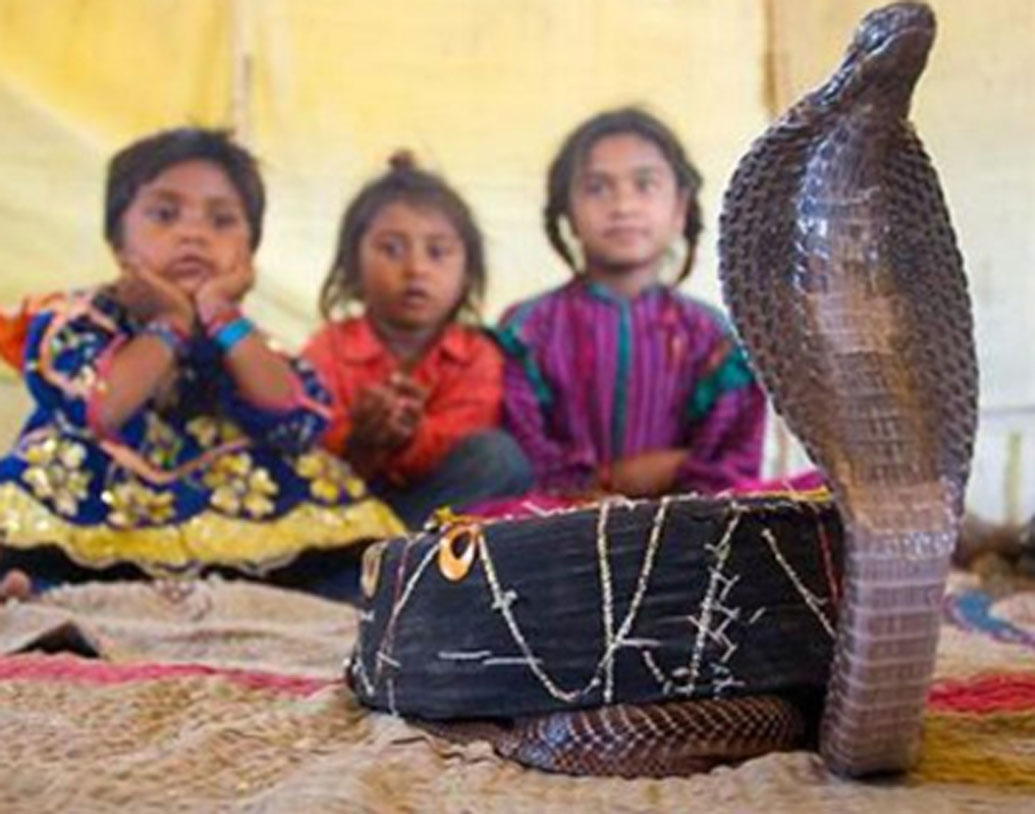 এই গ্রামের প্রতিটা মানুষের মনেই যে কোনও প্রজাতির সাপের প্রতি অগাধ ভক্তি। কেউটে, চন্দ্রবোড়া, শাখামুটি-সহ নানা প্রজাতির বিষধর সাপ রয়েছে এই গ্রামে। গ্রামের বড়রাই শুধু নয়, বাচ্চারাও সাপকে ভয় পায় না। সাপ নিয়েই তাঁরা খেলা করে, ঠিক যেন তাদের খেলনা।