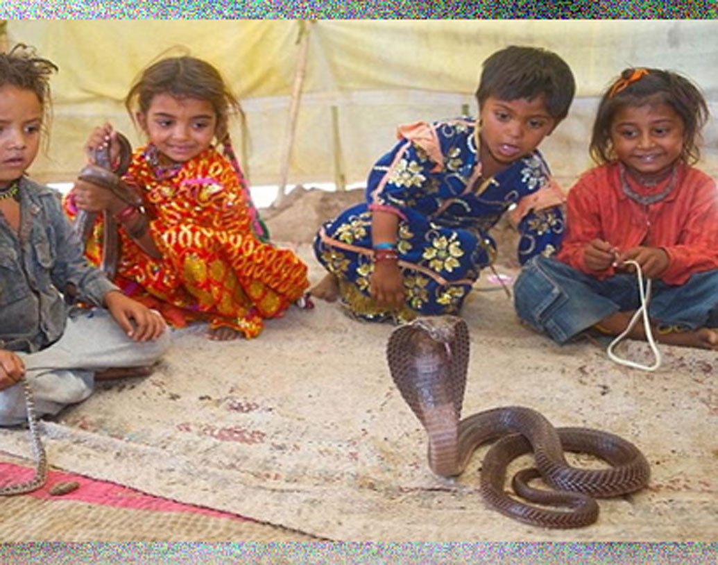 সাপ বিশেষজ্ঞরা জানাচ্ছেন, সাপ কখনও পোষ মানে না। এরা নিজেদের বিষের প্রয়োগ মাত্র দুই কারণে করে থাকে। এক, শিকার ধরার সময় এবং দুই, বিপদ থেকে নিজেকে বাঁচাতে। অনেক সময় এমনও হয় যে, বিষাক্ত সাপ কামড় বসালেও বিষ ঢালে না।