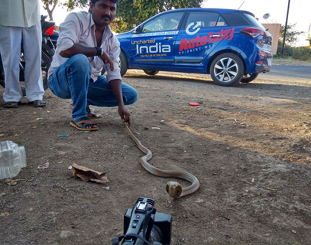 কবে থেকে এবং কী ভাবে শ্বেতফলবাসীর মধ্যে এই অভ্যাস শুরু হয়েছিল তা কারওই জানা নেই। তবে মহারাষ্ট্রের এই গ্রামের কথা সামনে আসার পর না পর্যটক ভিড় করেন এই গ্রামে। সাপের সঙ্গে মানুষের সহাবস্থান কাছ থেকে দেখে নেন তাঁরা।