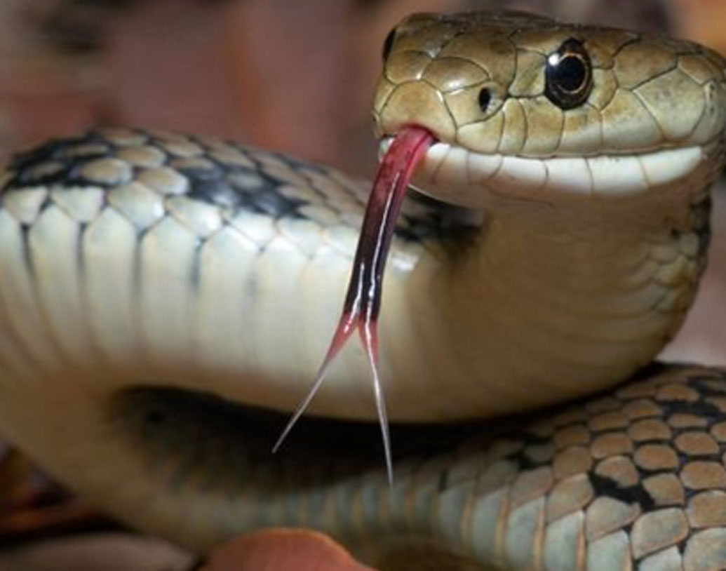 তবে এখানে আর একটা বিষয়ও জানানো দরকার। কেউ কেউ মনে করেন, পর্যটনের প্রসারের জন্য এখানে সাপেদের উপরে নির্মম অত্যাচার চলে। সাপ যাতে কামড়াতে না পারে, তার বিষদাঁত ভেঙে ফেলা হয়, বিষগ্রন্থি পর্যন্ত ছিড়ে দেওয়া হয়। অনেক সাপের মুখও নাকি সেলাই করে আটকে দেওয়া হচ্ছে। ফলে না খেতে পেয়ে বা রোগে আক্রান্ত হয়ে সাপ মারা যাচ্ছে।