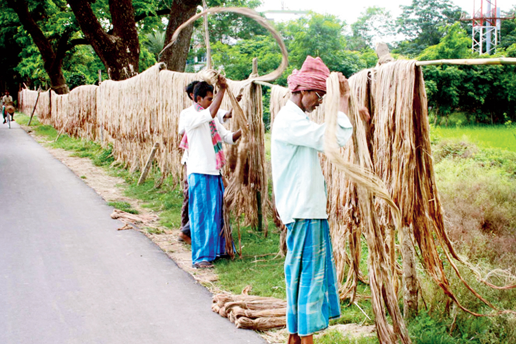 পাট শুকোচ্ছেন চাষিরা। —নিজস্ব চিত্র 