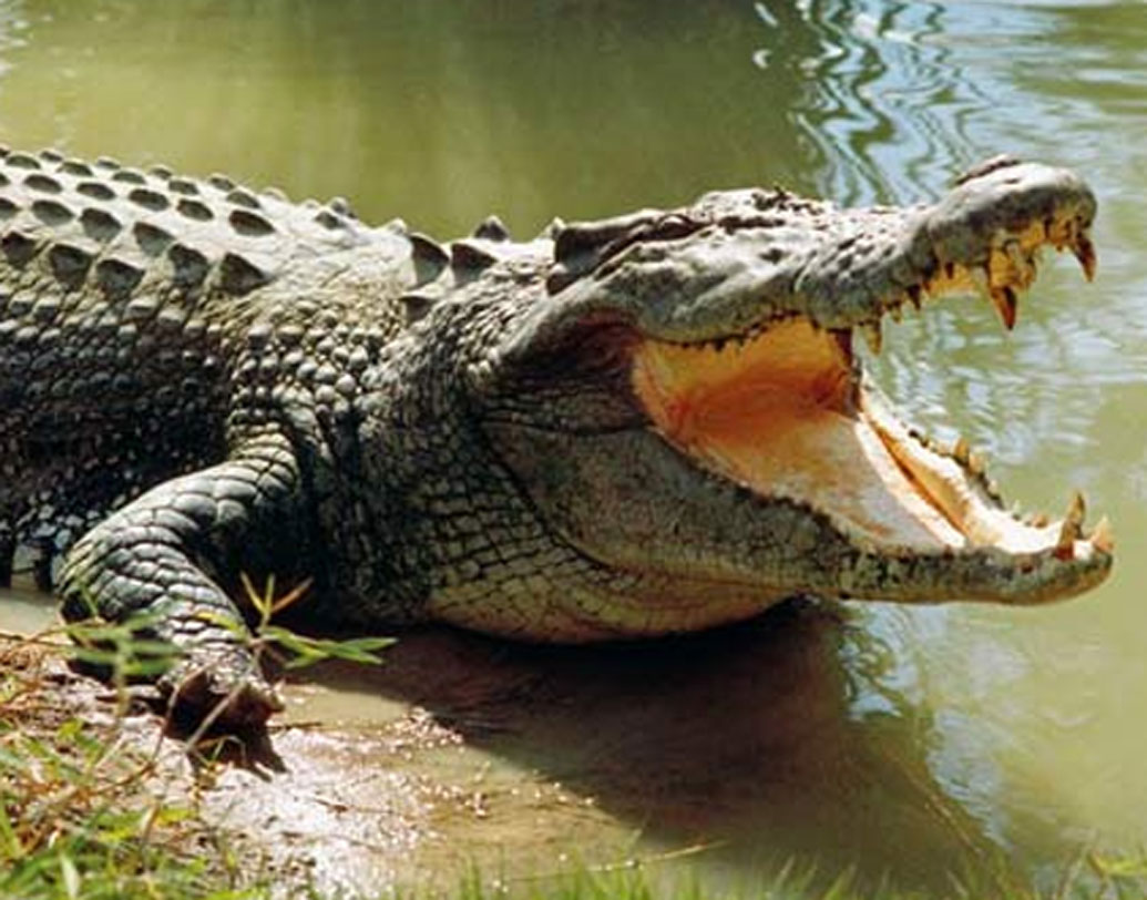 নারায়ণ গঙ্গোপাধ্যায়ের বাঘের ‘টোপ’ নেহাতই গল্প কথা। কিন্তু জানেন কি বাস্তবেও এমন নজির রয়েছে। তবে এ ক্ষেত্রে গল্পের থেকে কিছুটা পার্থক্য আছে বৈকি। সেটা ছিল বাঘের টোপ আর এটা কুমিরের টোপ!