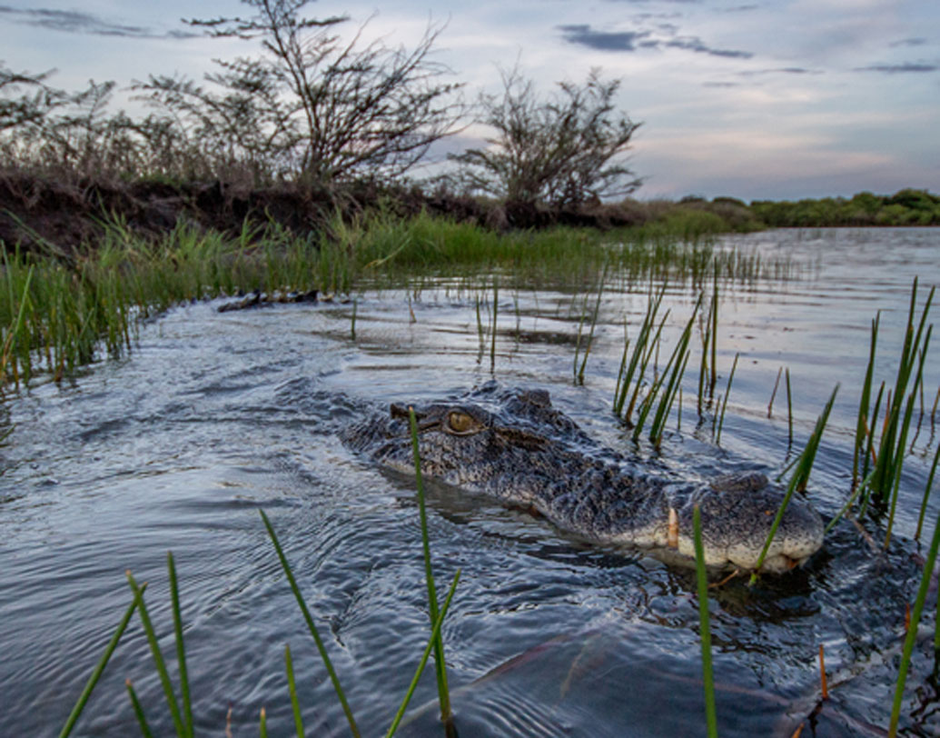 কিন্তু কুমির শিকার করাটা সহজ ছিল না। অন্ধকারে জলে নেমে কুমির শিকার করতে গিয়ে প্রায়শই প্রাণহানি ঘটত শ্বেতাঙ্গদের। বা কুমিরের শিকার হয়ে হাত-পা খোয়াতে হত শিকারিদের। তাই কুমির শিকারের সহজ পন্থা টোপ দিয়ে কুমিরকেই ডাঙায় তোলা।
