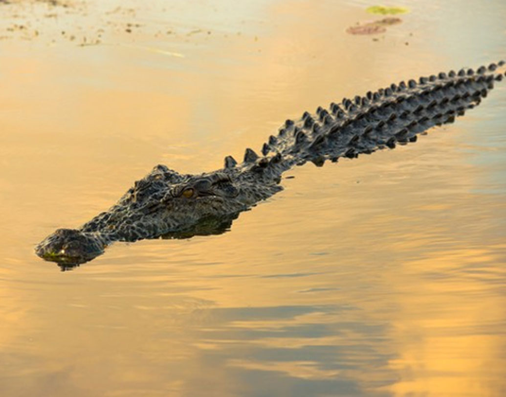 টোপ হিসাবে ব্যবহার করে কুমির শিকারের উপায় অবশ্য আরও ছিল। তাঁরা চাইলেই হাঁস, মুরগি, খরগোশ এমনকি ছাগলও কাজে লাগাতে পারতেন, কিন্তু এগুলো ছিল দামি। আর কৃষ্ণাঙ্গ শিশুদের কোনও মূল্য তাঁদের সমাজে ছিল না। সে কারণে কৃষ্ণাঙ্গ শিশুগুলোকেই বেছে নিয়েছিলেন তাঁরা।