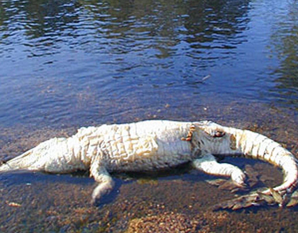 কুমির শিশুগুলোকে আক্রমণ করলেই গুলিতে ঝাঁঝরা করে দেওয়া হত তার শরীর। কখনও আবার অপেক্ষা করা হত শিকার খাওয়ার। কারণ খাওয়ার সময় কুমিরের মনোযোগ শিকারের উপরই থাকে, তাতে মারতেও সুবিধা হত। টাইম ম্যাগাজিনে এই খবর প্রকাশিত হওয়ার পর, প্রশাসনের পক্ষ থেকে অবশ্য বলা হয়েছিল, এ খবর ভুয়ো।