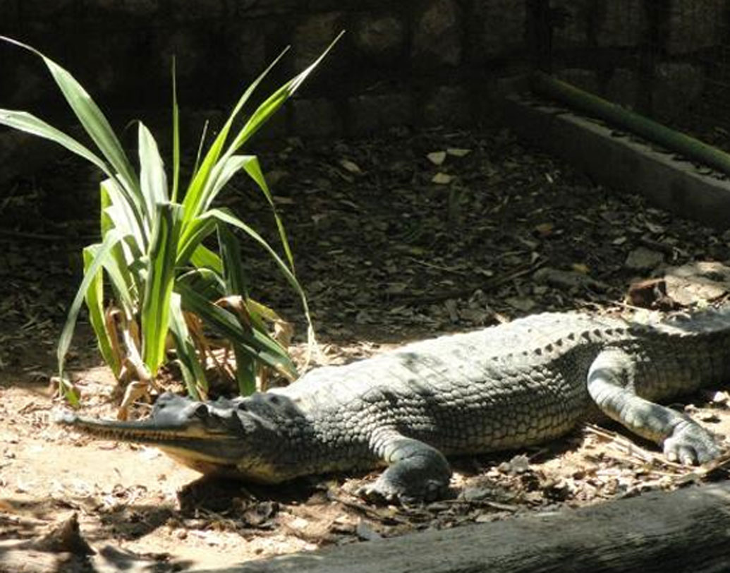 সহজে কুমিরগুলোতে অন্য ট্যাঙ্কে সরানোর উপায় নাকি ছিল কৃষ্ণাঙ্গ শিশুদের টোপ হিসাবে ব্যবহার করা। চিড়িয়াখানা কর্তৃপক্ষ অবশ্য পরে সাফাই দিয়েছিলেন, শিশুগুলোর কোনও ক্ষতি হয়নি। তার উপর তাঁদের বিজ্ঞাপন দেখে ওই দুই শিশুর মা-ই নাকি তাঁদের কাছে শিশুগুলোকে বিক্রি করেছিলেন। বিনিময়ে ২ ডলার নিয়েছিলেন তাঁরা।