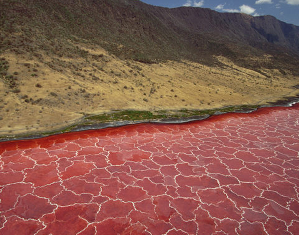 সোডিয়াম ও কার্বোনেটের জন্য হ্রদে জন্ম নেয় সায়োনোব্যাকটিরিয়া নামে অণুজীব। এই অণুজীবের শরীরে লাল রঞ্জক থাকে। ফলে হ্রদের জল লাল রঙের হয়। বিজ্ঞানীরা বলছেন, এই রঙেই আকৃষ্ট হয়ে পশুপাখি হ্রদে নামে। কিন্তু জলের অতিরিক্ত ক্ষারধর্মীর জন্য সেগুলোর মৃত্যু হয়।
