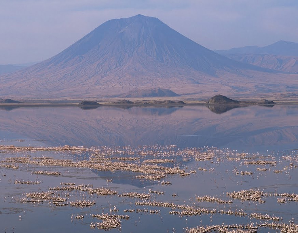 নেট্রন হ্রদের জল ক্ষারধর্মী হলেও এই হ্রদই পূর্ব আফ্রিকার লেসার ফ্লেমিঙ্গোদের সবচেয়ে বড় এক প্রজনন ক্ষেত্র। প্রায় ২৫ লক্ষ লেসার ফ্লেমিঙ্গো এই হ্রদে দেখতে পাওয়া যায়। কারণ এই হ্রদের অগভীর জলে পাওয়া যায় প্রচুর  নীলাভ-সবুজ শৈবাল। এই শৈবাল খেয়েই তারা বেঁচে থাকে এবং বংশবৃদ্ধি করে।